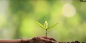 A hand gently places soil around a small green plant seedling with two leaves, set against a blurred natural green background—perfect for marketing or advertising eco-friendly initiatives.