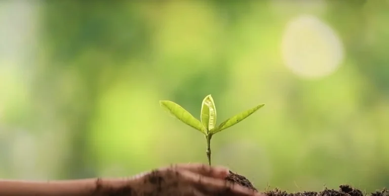 A hand gently places soil around a small green plant seedling with two leaves, set against a blurred natural green background—perfect for marketing or advertising eco-friendly initiatives.